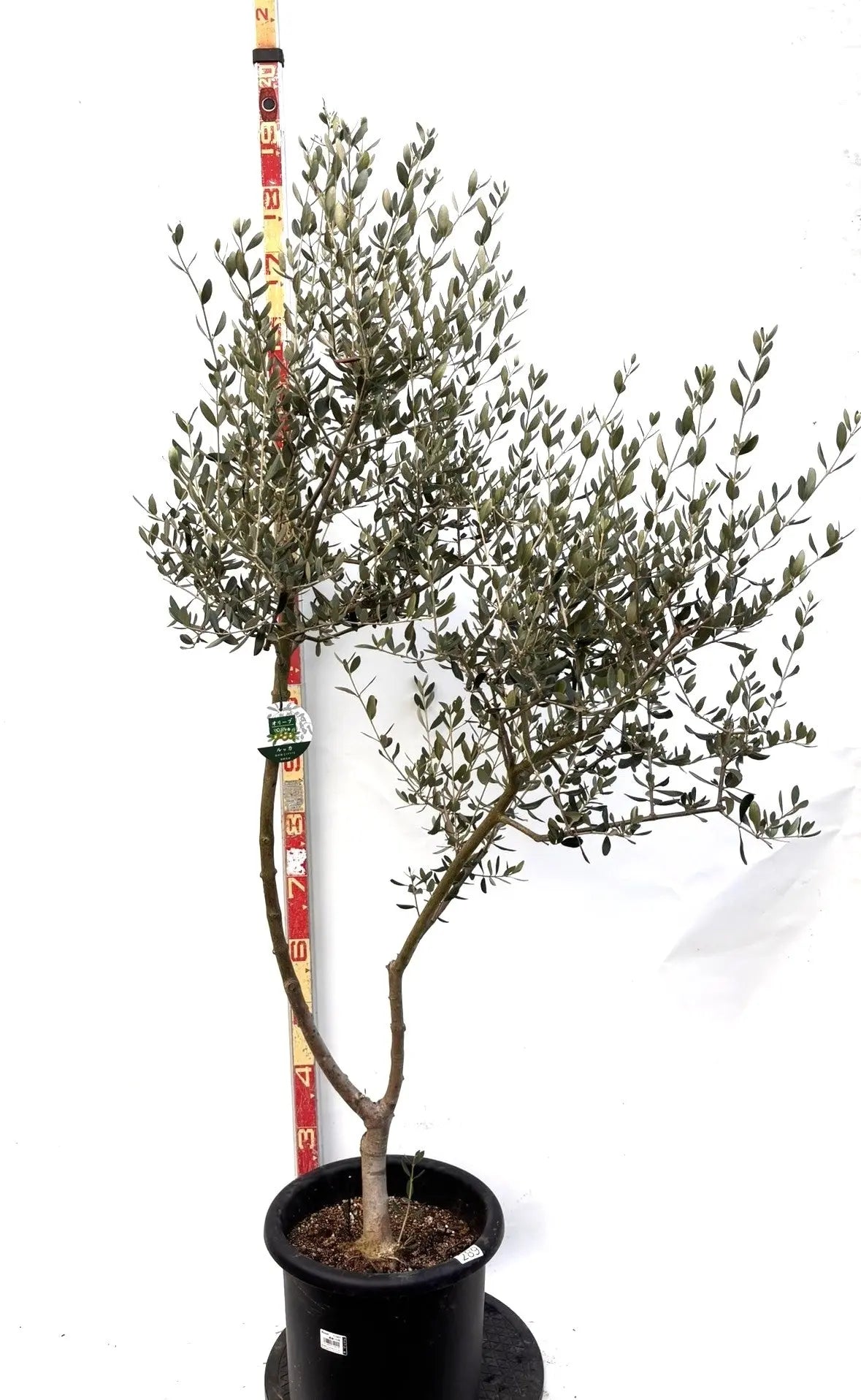オリーブの木 ルッカ 約180cm NO.1906 大型 現品掲載 人気品種