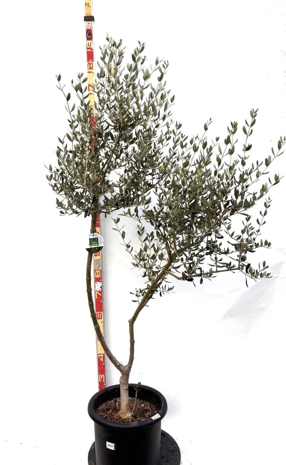 オリーブの木（全商品）｜写真の木をそのままお届け［現品販売］｜鶴亀