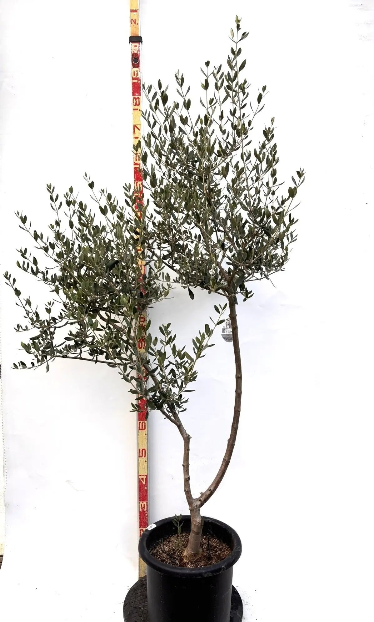 斑入りオリーブ苗 d オリーブ苗木一覧 - 株式会社鶴亀園