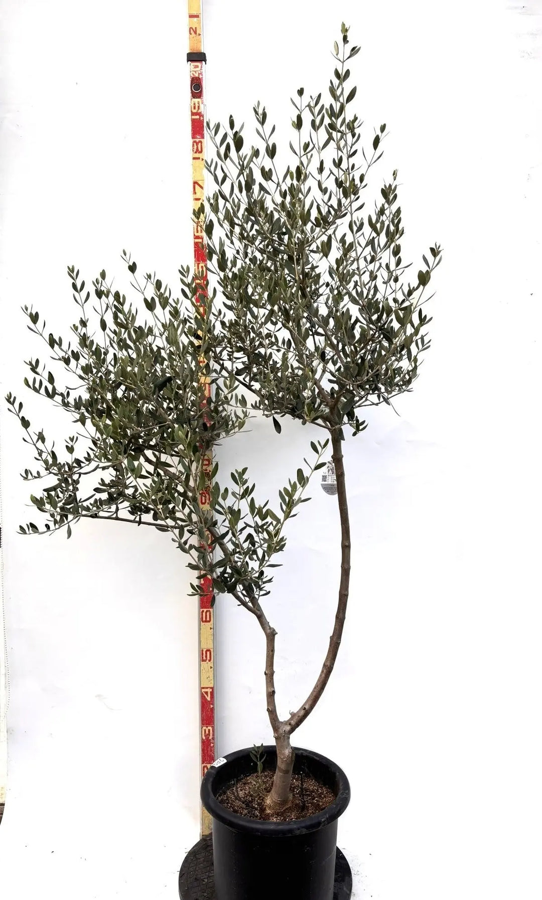 おすすめのオリーブの木 - 株式会社鶴亀園