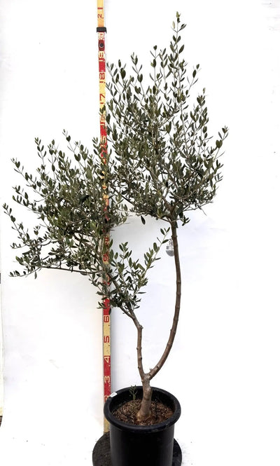 NEWルッカ（オリーブの木）｜Lサイズ｜K-289｜約180cm｜人気・寒冷地OK・初心者向け 株式会社鶴亀園