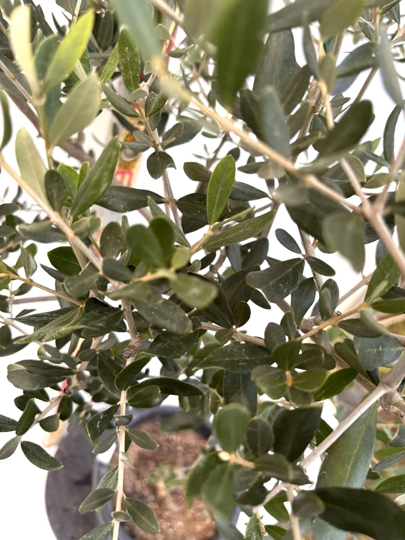 NEWルッカ（オリーブの木）｜Lサイズ｜K-289｜約180cm｜人気・寒冷地OK・初心者向け 株式会社鶴亀園