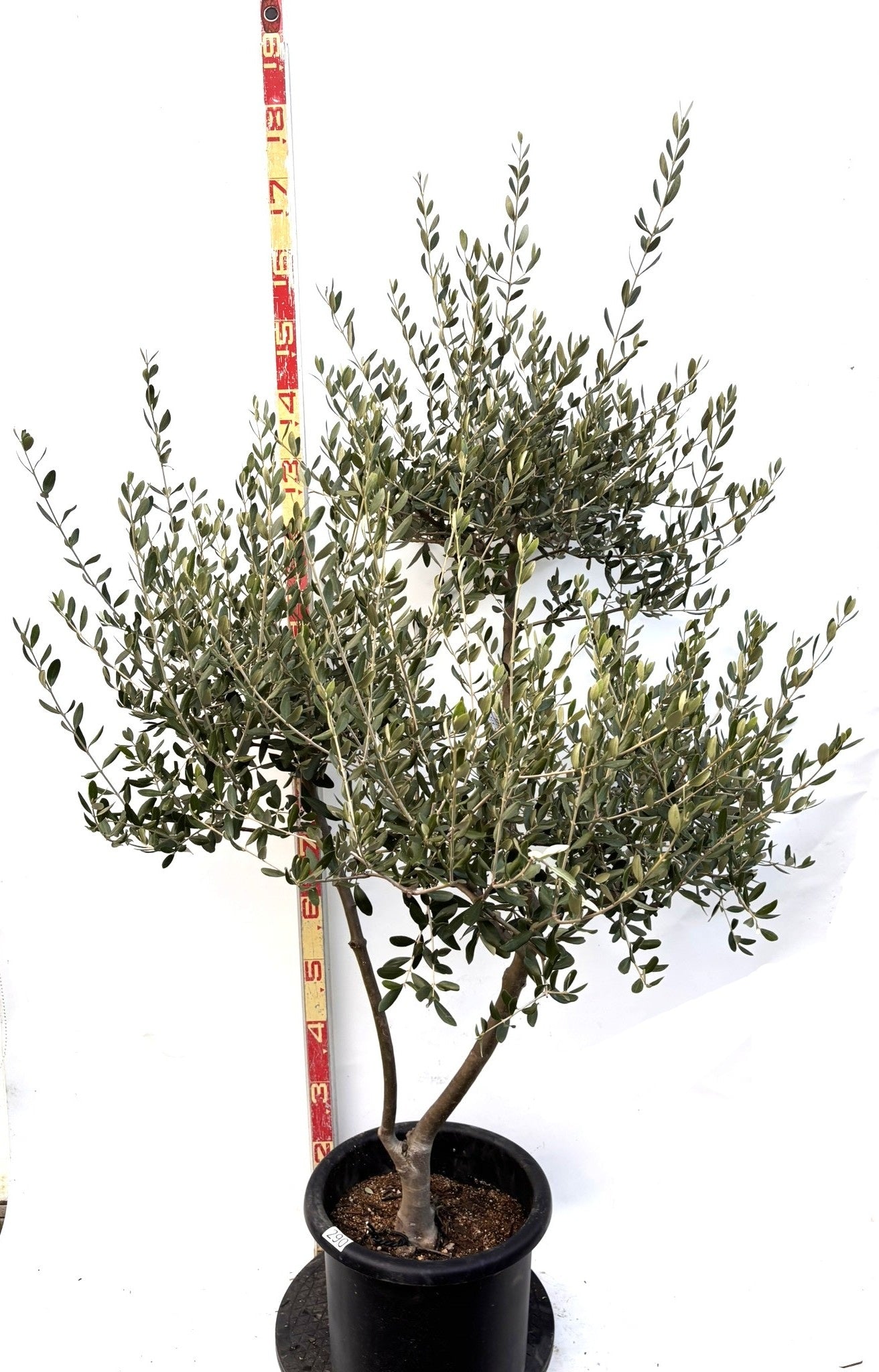 NEWルッカ（オリーブの木）｜Lサイズ｜K-290｜約160cm｜人気・寒冷地OK・初心者向け