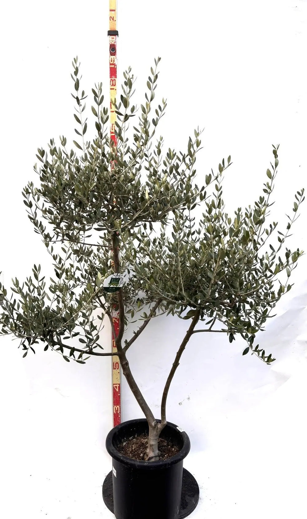 オリーブの木（全商品）｜写真の木をそのままお届け［現品販売］｜鶴亀