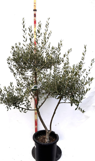 NEWルッカ（オリーブの木）｜Lサイズ｜K-290｜約160cm｜人気・寒冷地OK・初心者向け