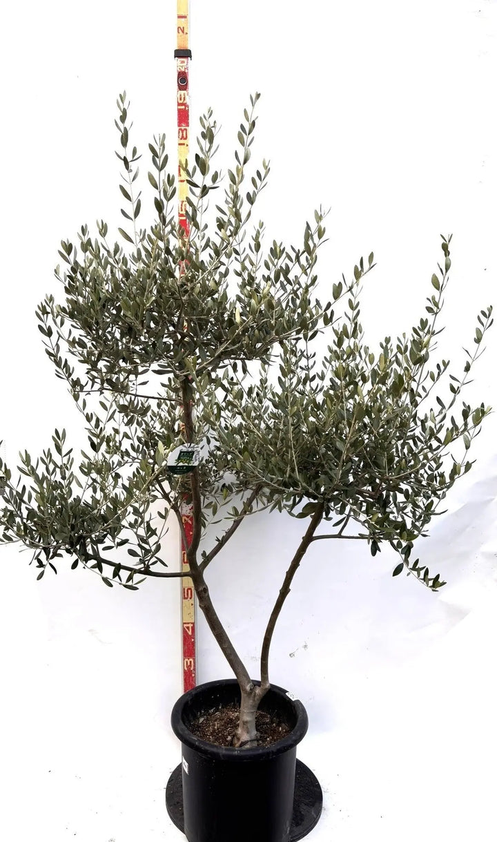 NEWルッカ（オリーブの木）｜Lサイズ｜K-290｜約160cm｜人気・寒冷地OK