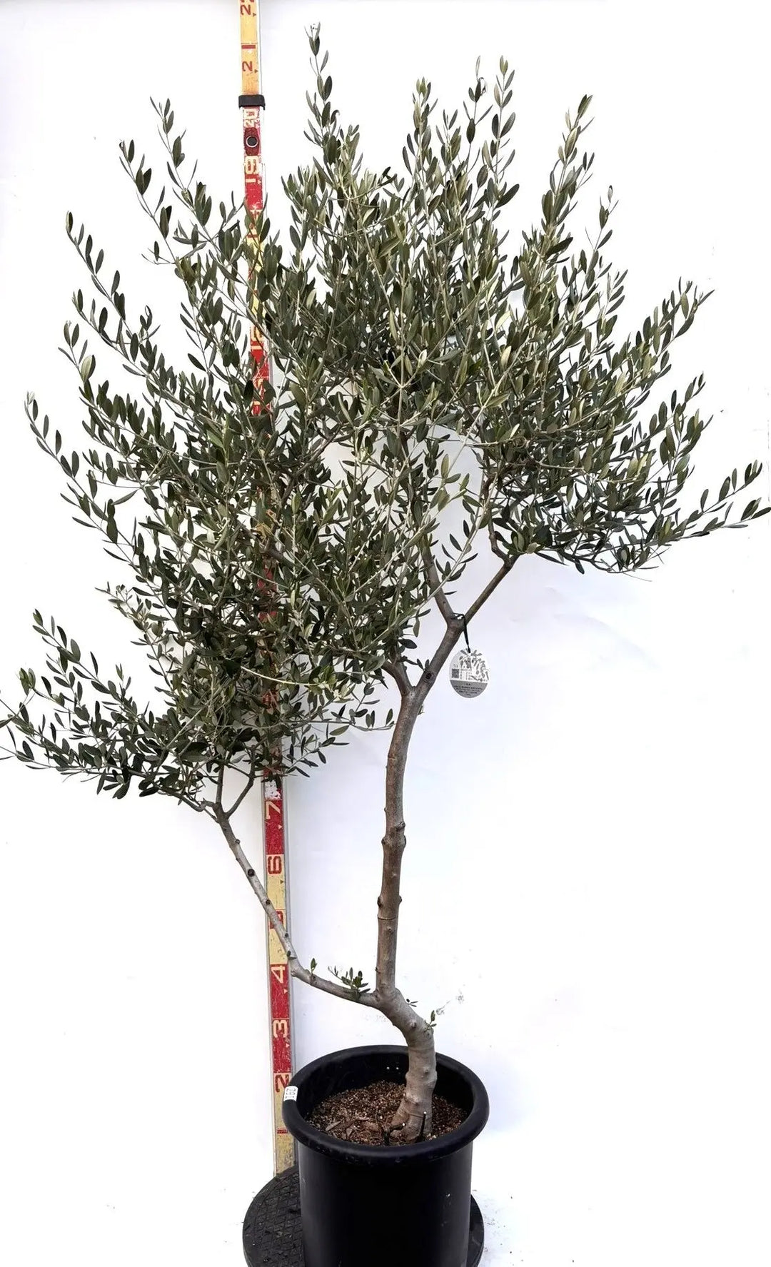 オリーブ苗木一覧 - 株式会社鶴亀園