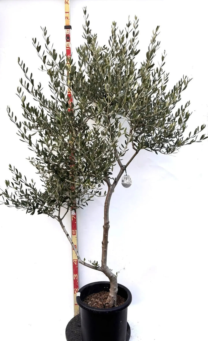 オリーブの木　ルッカ　10号　約200cm　K-291　人気品種　現品掲載 NEWルッカ（オリーブの木）｜Lサイズ｜K-291｜約200cm｜人気・寒冷地OK