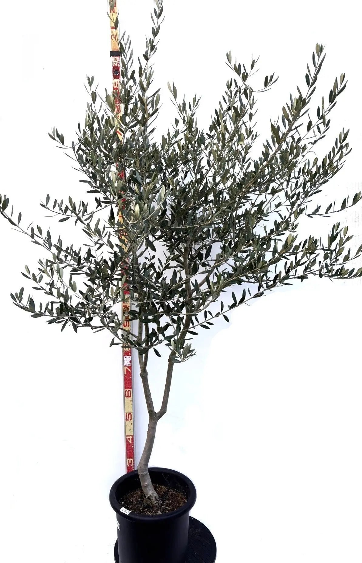 オリーブの木（全商品）｜写真の木をそのままお届け［現品販売］｜鶴亀