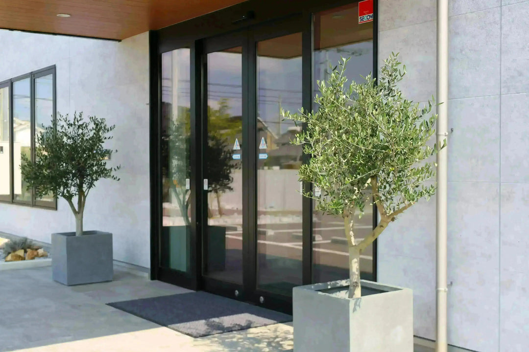 法人限定】ルッカ（オリーブの木）｜XL｜NO.1893｜約180cm｜人気