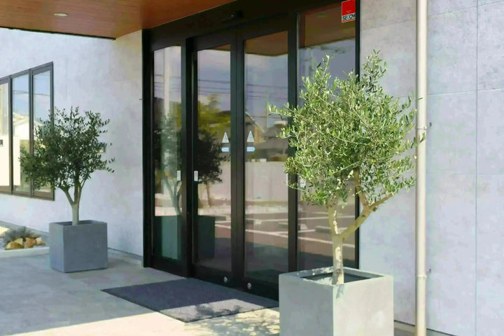 法人限定】ネバディロブランコ（オリーブの木）｜XL｜NO.1910｜約180cm