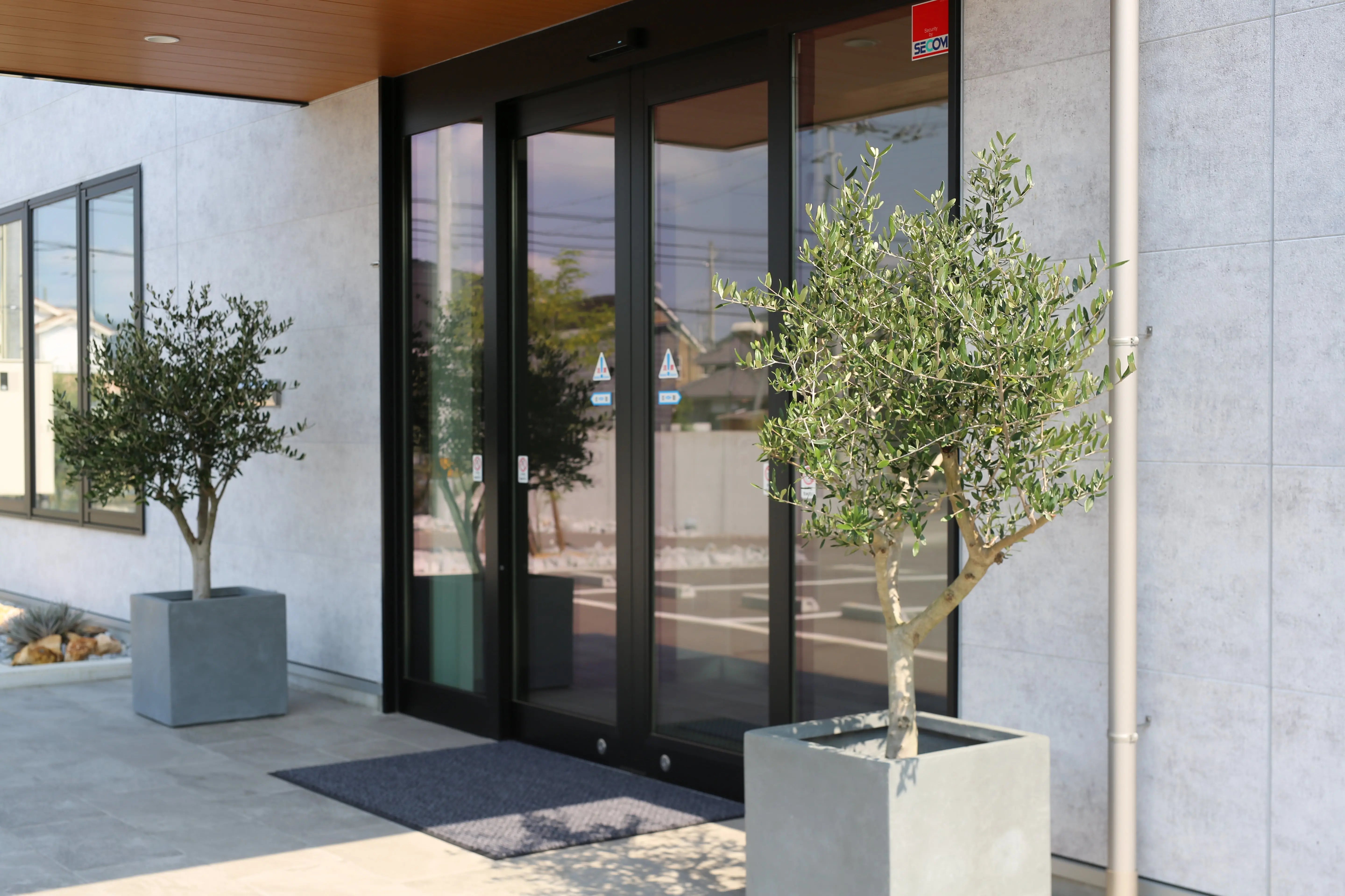 NEW【法人限定】ルッカ（オリーブの木）｜XLサイズ｜NO.2013｜約200cm