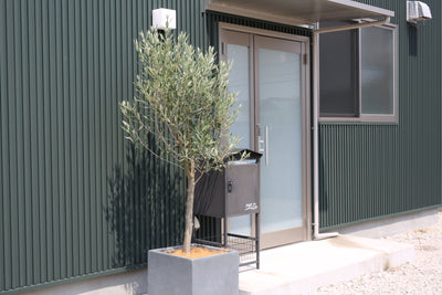 NEW【法人限定】ルッカ（オリーブの木）｜XLサイズ｜NO.2013｜約200cm｜人気・寒冷地OK