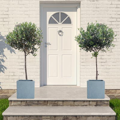 ひなかぜ（オリーブの木）｜Lサイズ｜約150〜180cm｜スタンド／玉造り仕立て