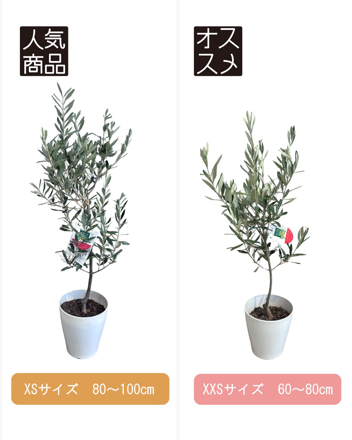 おまかせオリーブ｜XXS／XSサイズ｜人気8品種から厳選お届け 株式会社鶴亀園