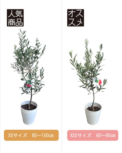 おまかせオリーブ｜XXS／XSサイズ｜人気8品種から厳選お届け 株式会社鶴亀園