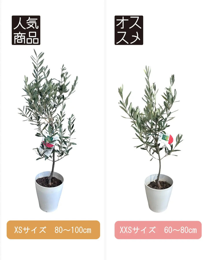おまかせオリーブ｜XXS／XSサイズ｜人気8品種から厳選お届け - 株式
