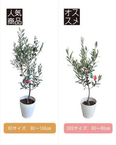おまかせオリーブ｜XXS／XSサイズ｜人気8品種から厳選お届け 株式会社鶴亀園