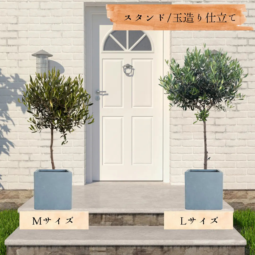ひなかぜ（オリーブの木）M・Lサイズ｜約120〜180cm｜スタンド／玉造り仕立て