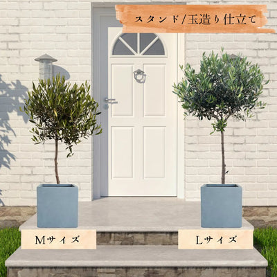 ひなかぜ（オリーブの木）M・Lサイズ｜約120〜180cm｜スタンド／玉造り仕立て