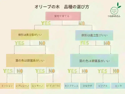 ホワイト　Mサイズ　約135cm　NO.10348　オリーブの木 株式会社鶴亀園