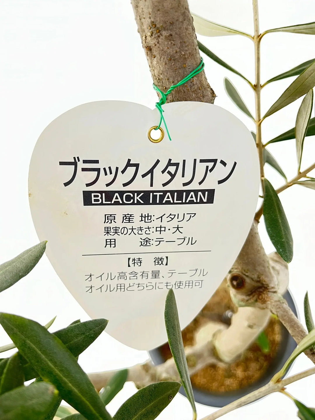 ブラックイタリアン Mサイズ 約130cm NO.10264 オリーブの木