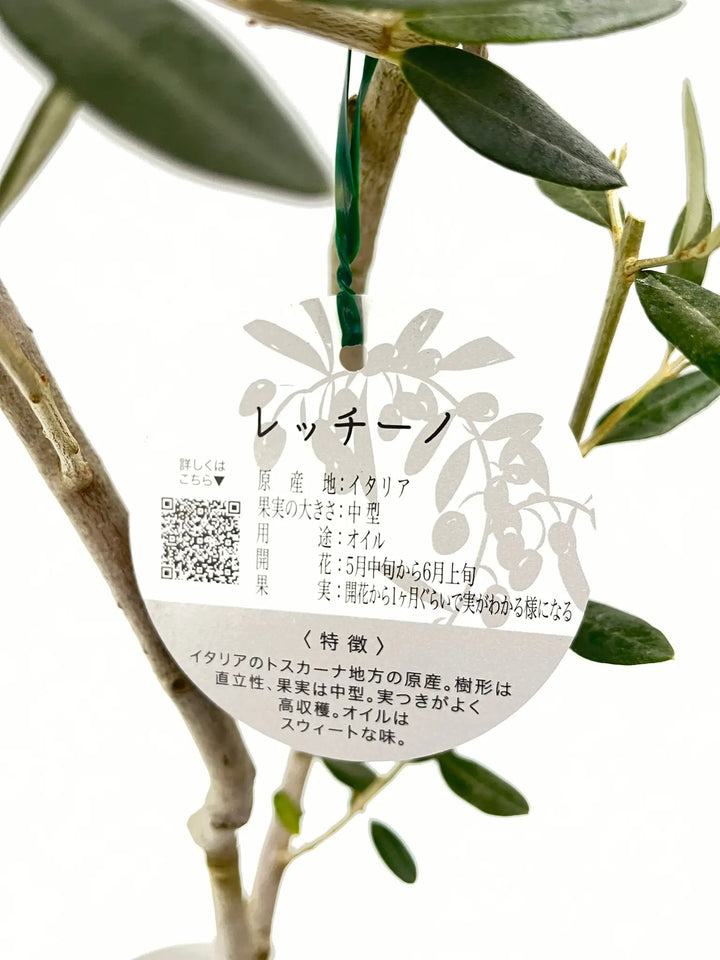 レッチーノ Mサイズ 約120cm NO.10271 オリーブの木 - 株式会社