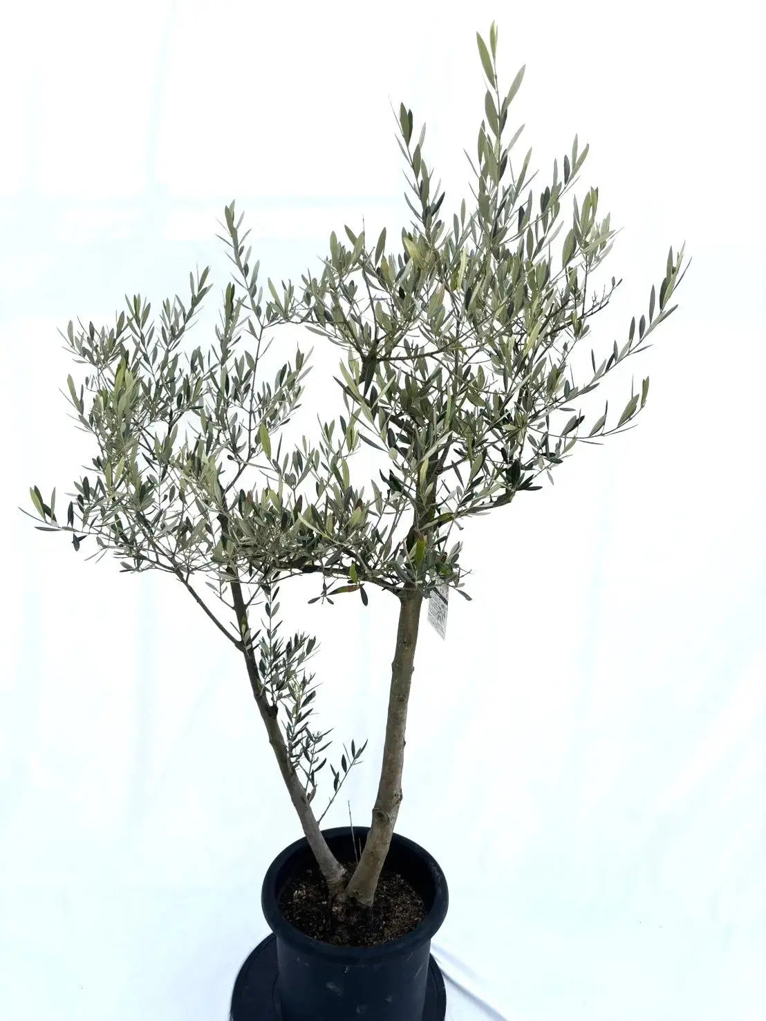 ピクアル Lサイズ 約150cm NO.10385 オリーブの木 - 株式会社鶴亀園