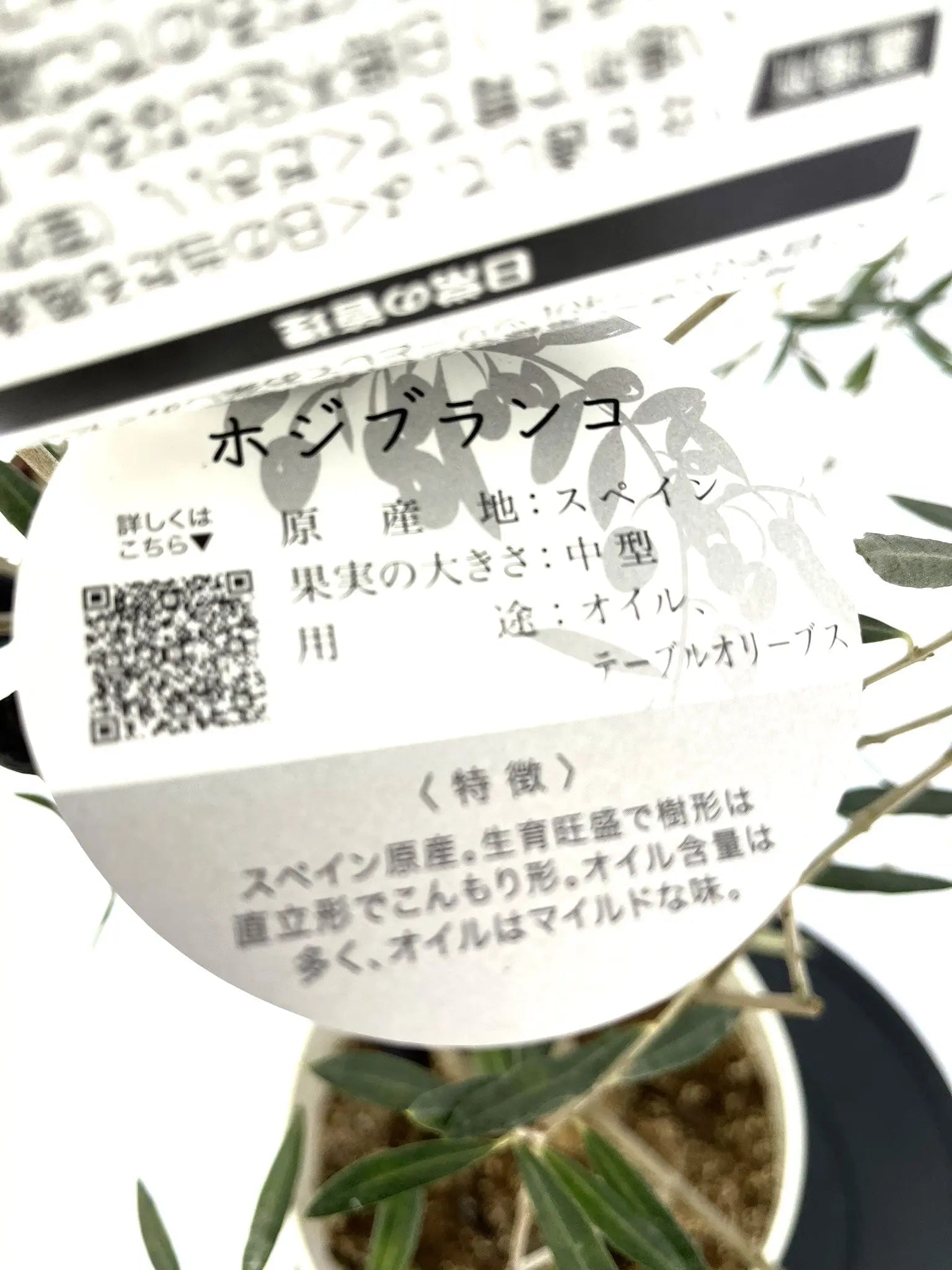 ホジブランコ Mサイズ 約140cm NO.10320 オリーブの木 - 株式会社鶴亀園