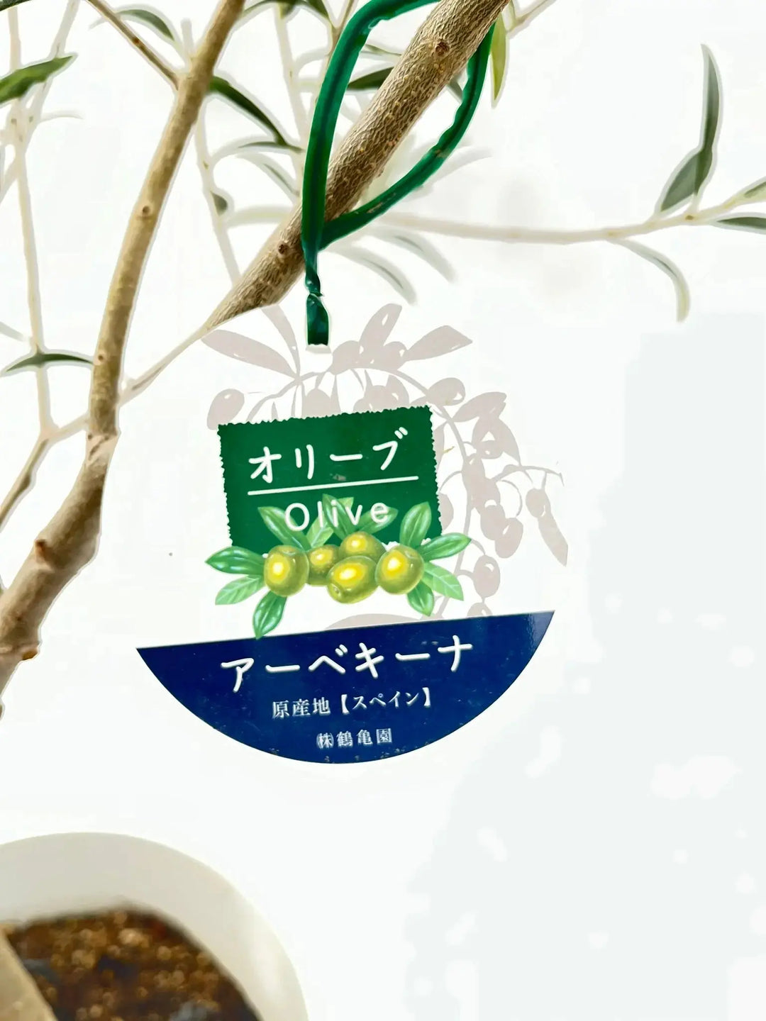実が沢山付いてます！実を楽しみたい方にオススメのオリーブ・アルベキナ 実が沢山付いてます！実を楽しみたい方にオススメのオリーブ