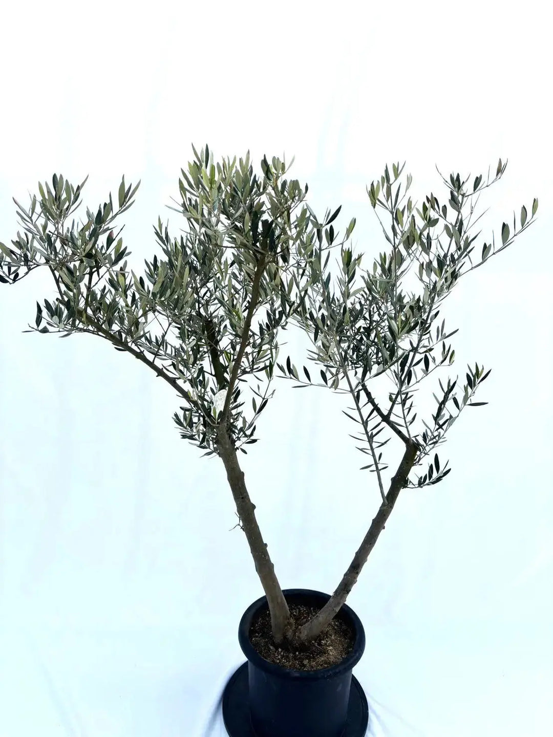 オリーブの木　ピクアル 観葉植物 オリーブ 10号 ピクアル プラスチック鉢 | 観葉植物