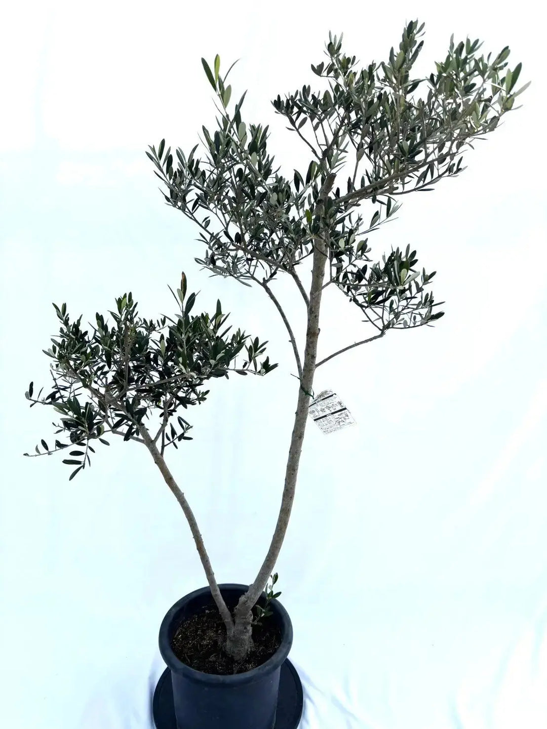 オリーブの木　マンザニロ　10号　約160cm　NO.390　人気品種　一点物 人気・大実】マンザニロ（オリーブの木）〈初心者向き〉｜約