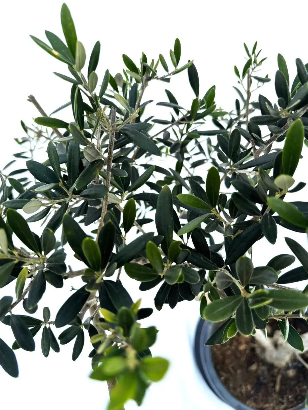 オリーブの木 マンザニロ 8号 約165cm NO.693 人気品種 現品掲載 人気・大