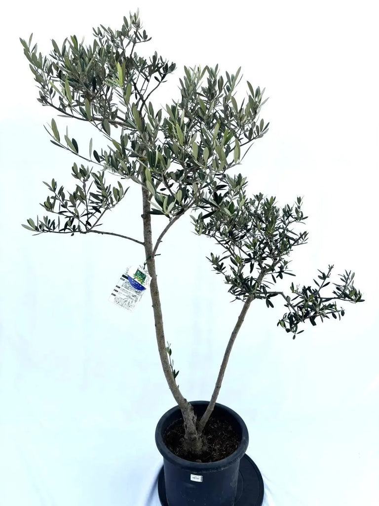 人気・大実】マンザニロ（オリーブの木）〈初心者向き〉｜約160cm｜L