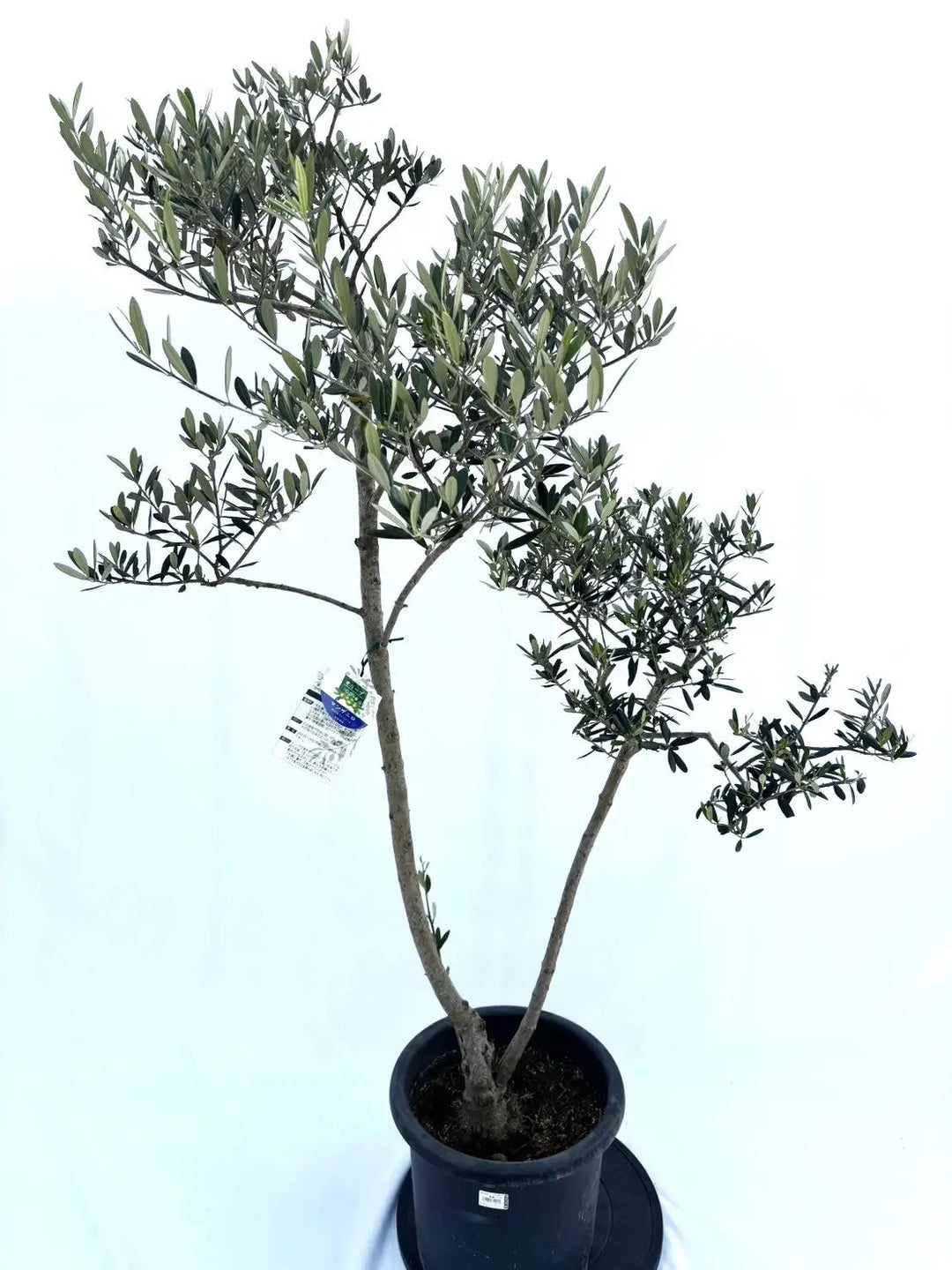 人気・大実】マンザニロ（オリーブの木）〈初心者向き〉｜約160cm｜L