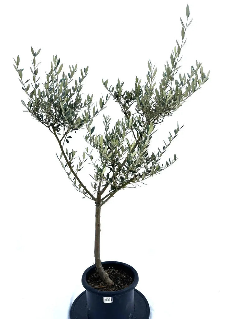 人気・大実】マンザニロ（オリーブの木）〈初心者向き〉｜約120cm｜M