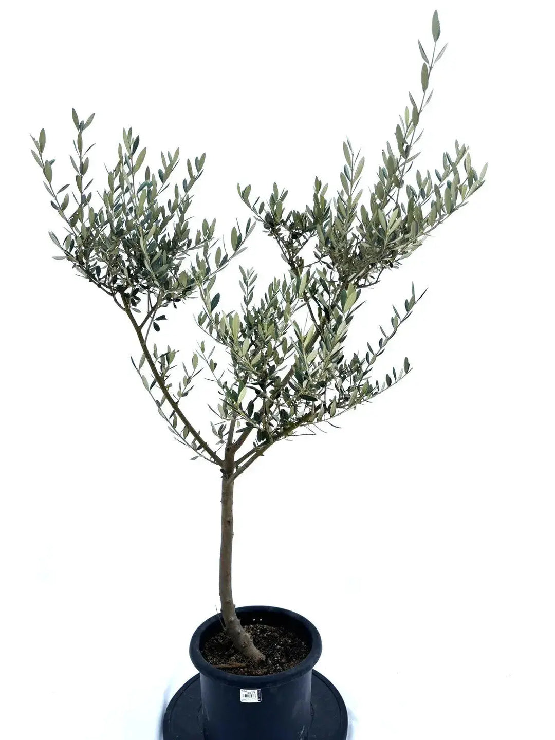 Bohlin1920⑰⑫オリーブの木『ピクアル』『マンザニロ』2苗木セット Bohlin1920⑰⑫オリーブの木『ピクアル』『マンザニロ』2苗木