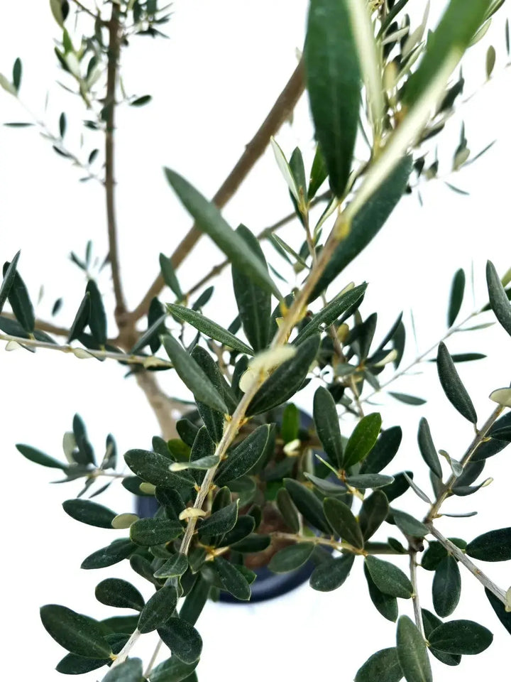人気・大実】マンザニロ（オリーブの木）〈初心者向き〉｜約120cm｜M