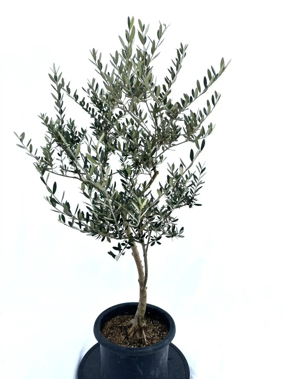 Bohlin1920⑰⑫オリーブの木『ピクアル』『マンザニロ』2苗木セット