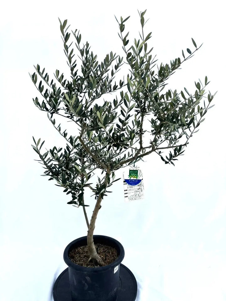 マンザニロ Mサイズ 約110cm NO.10395 オリーブの木 - 株式会社鶴亀園