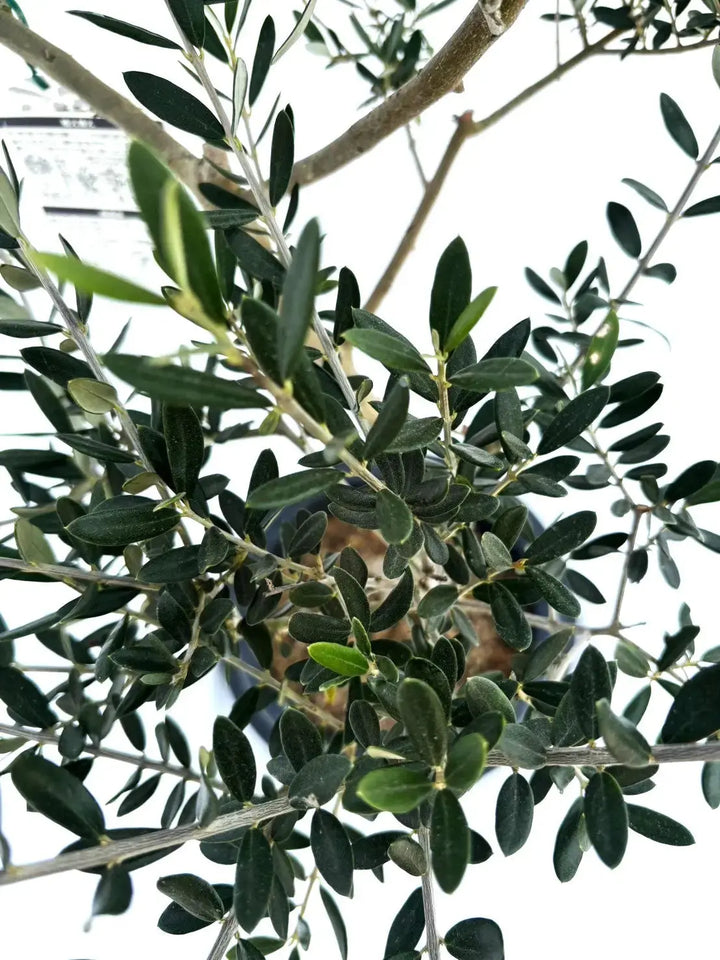 オリーブ　マンザニロ　2 マンザニロ Mサイズ 約110cm NO.10395 オリーブの木 - 株式会社鶴亀園