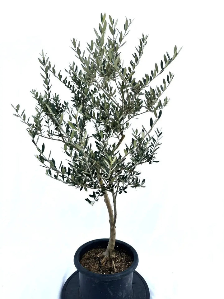 オリーブ　マンザニロ　2 オリーブ：マンザニロ | nae-ya｜herbal tree shop ｜ハーバル