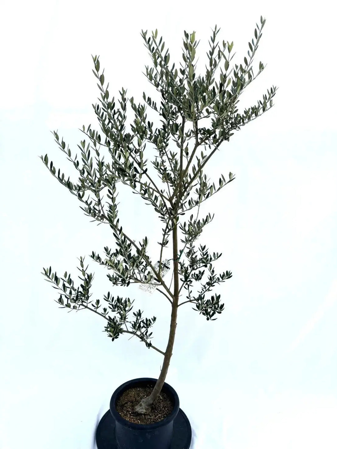 マンザニロ Mサイズ 約160cm NO.10396 オリーブの木 - 株式会社鶴亀園