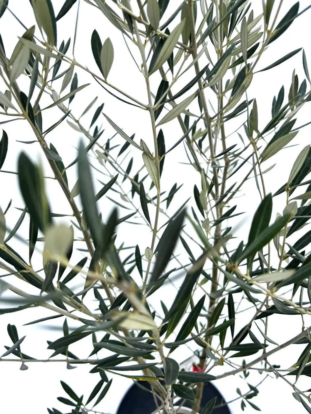 ピクアル Sサイズ 約140cm NO.10397 オリーブの木 - 株式会社鶴亀園