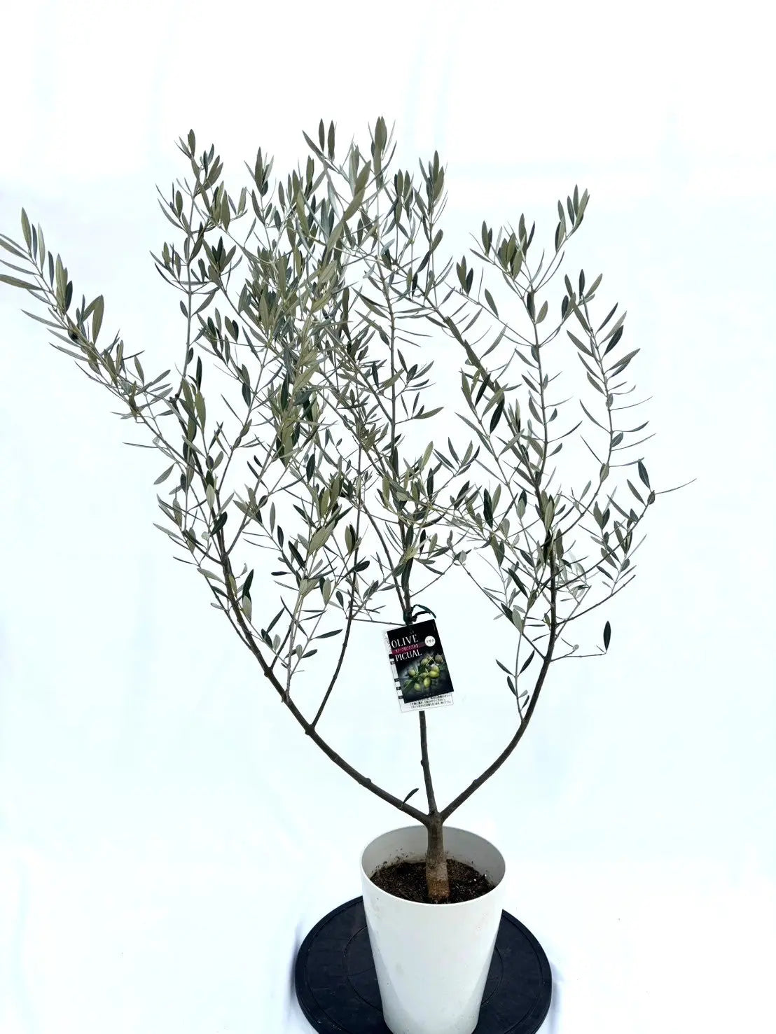 alt="鉢植えのオリーブの木”