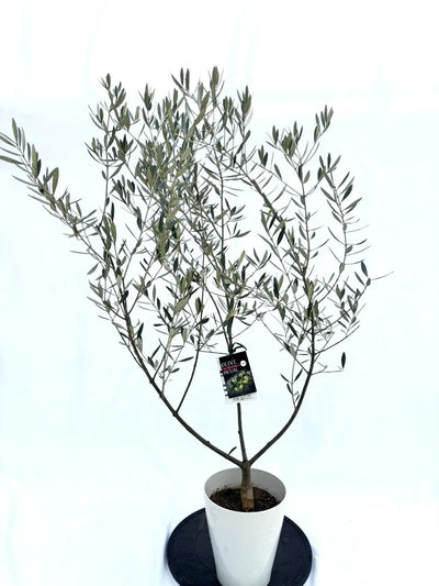 alt="鉢植えのオリーブの木”