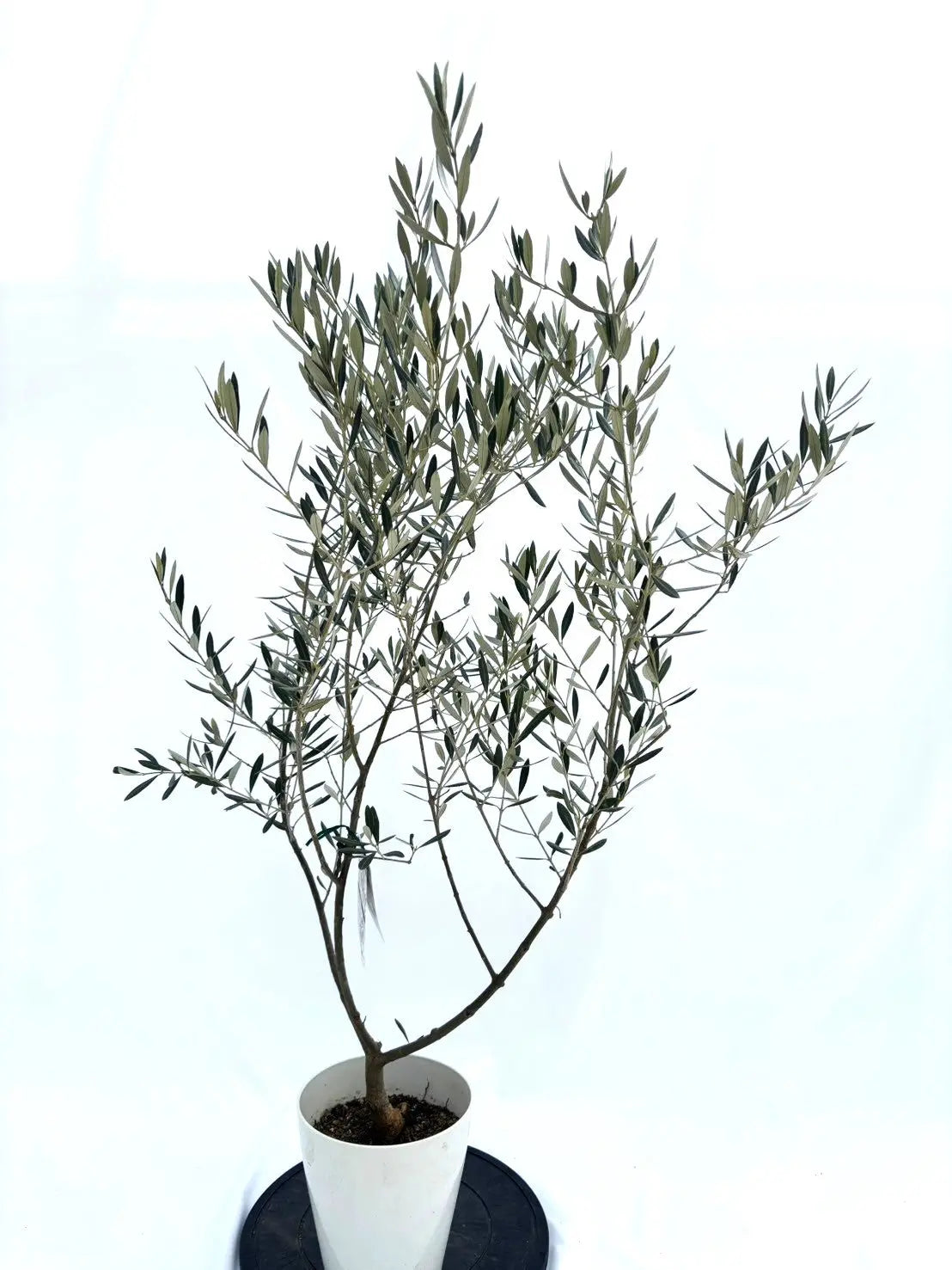 alt="鉢植えのオリーブの木”