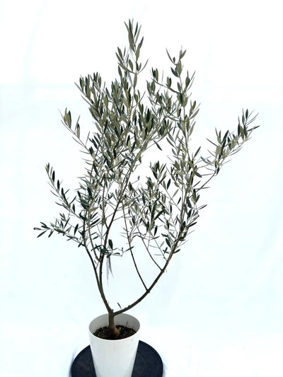 alt="鉢植えのオリーブの木”