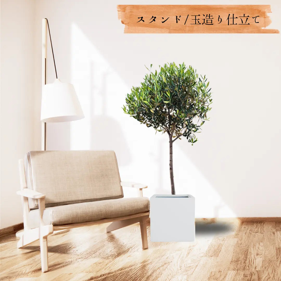 ひなかぜ（オリーブの木）M・Lサイズ｜約120〜180cm｜スタンド／玉造り仕立て