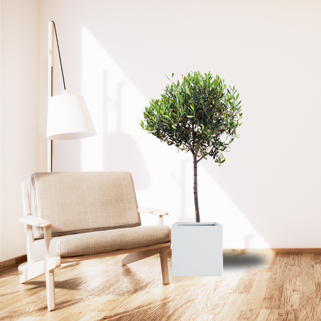 ひなかぜ（オリーブの木）｜Lサイズ｜約150〜180cm｜スタンド／玉造り仕立て